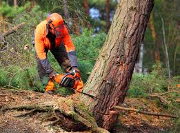 Best Tree Trimming and Pruning  in Lake Andes, SD